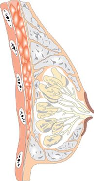 女性乳房的结构